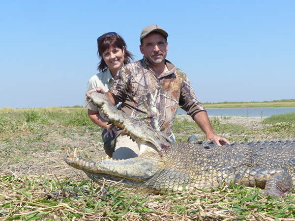 Crocodile harvesting