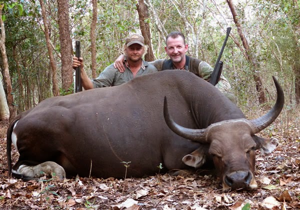 Banteng Hunting Safaris