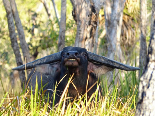 Water Buffalo Safari