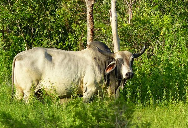 Wild Cattle Safari